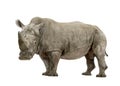 White Rhinoceros - Ceratotherium simum ( +/- 10 years) Royalty Free Stock Photo