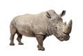 White Rhinoceros - Ceratotherium simum ( +/- 10 years) Royalty Free Stock Photo