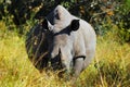 White Rhinoceros (Ceratotherium simum)