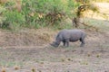 White Rhinoceros Ceratotherium simum Royalty Free Stock Photo