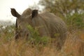 White Rhinoceros (Ceratotherium simum)