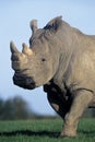 White Rhinoceros, ceratotherium simum, Adult with Big Horn Royalty Free Stock Photo