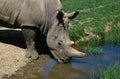 White Rhinoceros, ceratotherium simum, Adult at water hole, South Africa Royalty Free Stock Photo