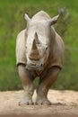 White rhinoceros, Ceratotherium simum, with big horn, in the nature habitat, Tanzania, Africa