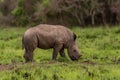 White rhinoceros Ceratotherium simum.