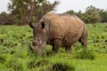 White rhinoceros Ceratotherium simum Royalty Free Stock Photo