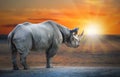 White Rhinoceros Ceratotherium simum cottoni. Royalty Free Stock Photo