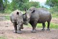 RHINO: A FRIEND IN NEED 06 Royalty Free Stock Photo