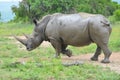 RHINO: A FRIEND IN NEED 08 Royalty Free Stock Photo