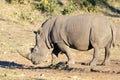 RHINO: A FRIEND IN NEED 13 Royalty Free Stock Photo