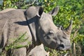 RHINO: A FRIEND IN NEED 20 Royalty Free Stock Photo