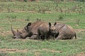 White Rhinoceros, ceratotherium simum, Female with Calf, Mother having a Mud Bath, South Africa Royalty Free Stock Photo