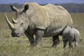 White Rhinoceros, ceratotherium simum, Female with Calf, Nakuru Park in Kenya Royalty Free Stock Photo