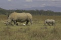 White Rhinoceros, ceratotherium simum, Female with Calf, Nakuru Park in Kenya Royalty Free Stock Photo