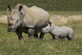 White Rhinoceros, ceratotherium simum, Female with Calf, Nakuru Park in Kenya Royalty Free Stock Photo