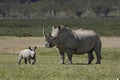 White Rhinoceros, ceratotherium simum, Female with Calf, Nakuru Park in Kenya Royalty Free Stock Photo