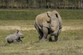 White Rhinoceros, ceratotherium simum, Female with Calf, Nakuru park in Kenya Royalty Free Stock Photo