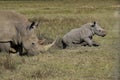 White Rhinoceros, ceratotherium simum, Female with Calf, Nakuru park in Kenya Royalty Free Stock Photo