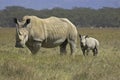 White Rhinoceros, ceratotherium simum, Female with Calf, Nakuru Park in Kenya Royalty Free Stock Photo