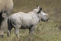 White Rhinoceros, ceratotherium simum, Female with Calf, Nakuru Park in Kenya Royalty Free Stock Photo