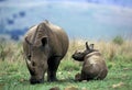 WHITE RHINOCEROS ceratotherium simum, FEMALE WITH CALF, SOUTH AFRICA Royalty Free Stock Photo