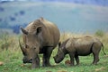 WHITE RHINOCEROS ceratotherium simum, FEMALE WITH CALF, SOUTH AFRICA Royalty Free Stock Photo