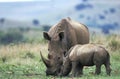 White Rhinoceros, ceratotherium simum, Female with Calf, South Africa Royalty Free Stock Photo