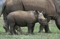 White Rhinoceros, ceratotherium simum, Female with Calf, South Africa Royalty Free Stock Photo