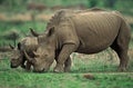 WHITE RHINOCEROS ceratotherium simum, FEMALE WITH CALF, SOUTH AFRICA Royalty Free Stock Photo