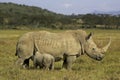 White Rhinoceros, ceratotherium simum, Female with Calf suckling, Nakuru Park in Kenya Royalty Free Stock Photo