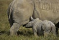 White Rhinoceros, ceratotherium simum, Female with Calf suckling, Nakuru Park in Kenya Royalty Free Stock Photo