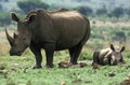 White Rhinoceros, ceratotherium simum, Mother and Calf sleeping, South Africa Royalty Free Stock Photo