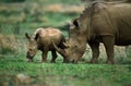 White Rhinoceros, ceratotherium simum, Mother with Calf, South Africa Royalty Free Stock Photo