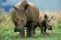 White Rhinoceros, ceratotherium simum, Mother with Calf, South Africa Royalty Free Stock Photo