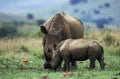 White Rhinoceros, ceratotherium simum, Mother and Calf, South Africa Royalty Free Stock Photo