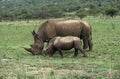 White Rhinoceros, ceratotherium simum, Mother and Calf, South Africa Royalty Free Stock Photo
