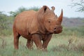 White rhinoceros Royalty Free Stock Photo