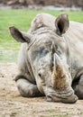 White rhinoceros - Ceratotherium simum simum, animal portrait Royalty Free Stock Photo