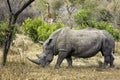 White rhinoceros (Ceratotherium simum)