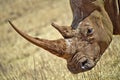 White Rhinoceros, Ceratotherium simum, Square-lipped Rhinoceros, Rhino and Lion Nature Reserve