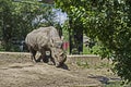 White Rhinoceros or Ceratotherium Simum walk in park Royalty Free Stock Photo
