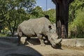 White Rhinoceros or Ceratotherium Simum walk in park Royalty Free Stock Photo