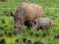 White rhinoceros Ceratotherium simum Royalty Free Stock Photo