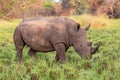 White rhinoceros Ceratotherium simum.