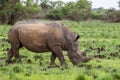 White rhinoceros Ceratotherium simum Royalty Free Stock Photo