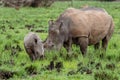 White rhinoceros Ceratotherium simum Royalty Free Stock Photo