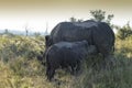 White rhinoceros baby lactating. Royalty Free Stock Photo