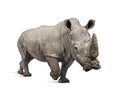 White Rhinoceros charging - Ceratotherium simum ( Royalty Free Stock Photo