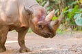 White Rhinoceros Royalty Free Stock Photo