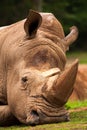 White Rhinoceros closeup Royalty Free Stock Photo